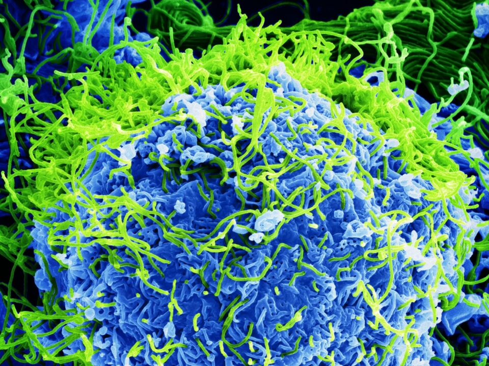 Ebola