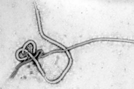 Ebola