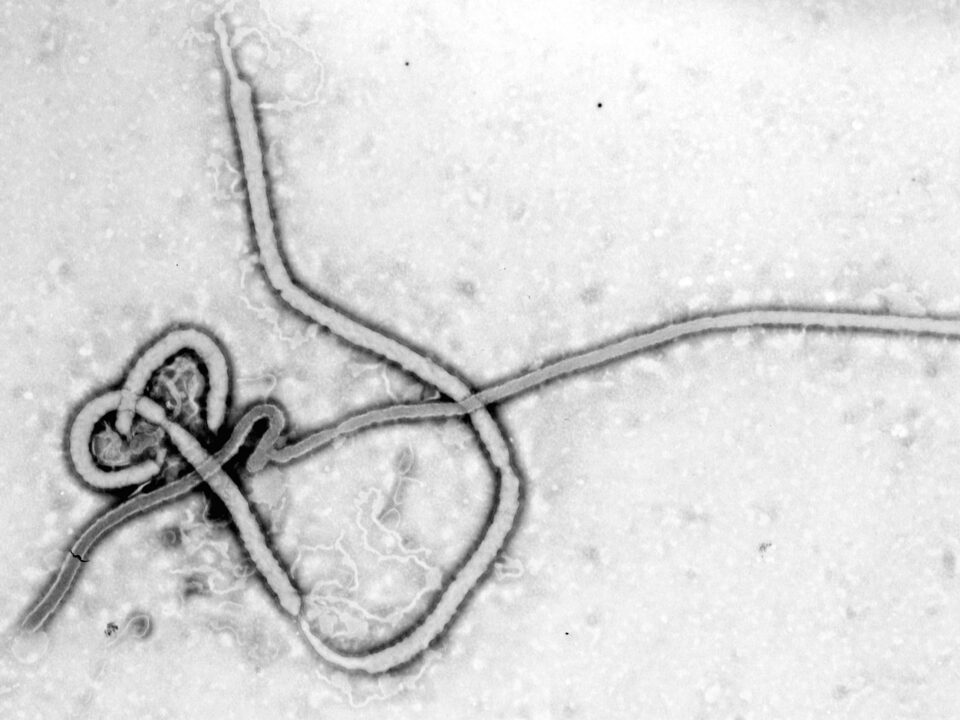 Ebola