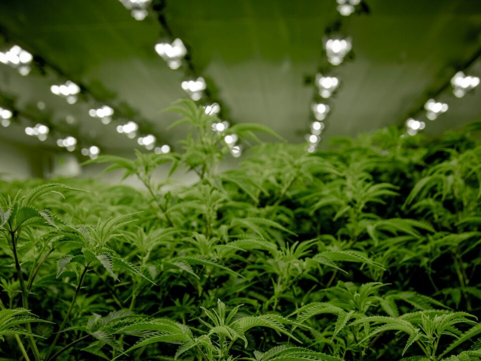 cannabis