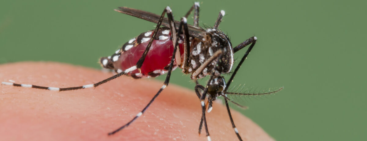 Asian Tiger Mosquito biting, Spain Dengue