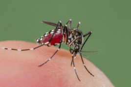 Asian Tiger Mosquito biting, Spain Dengue
