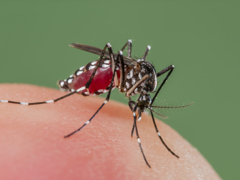 Asian Tiger Mosquito biting, Spain Dengue