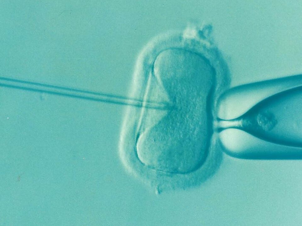 Ivf invitro