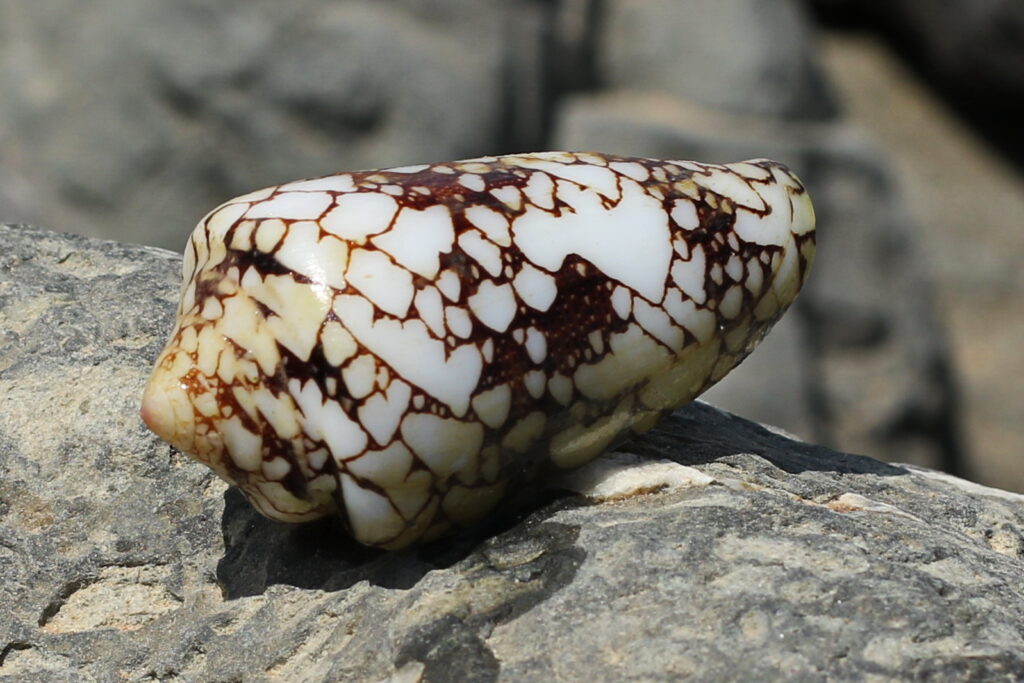 Cone snail