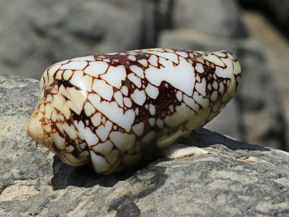 Cone snail