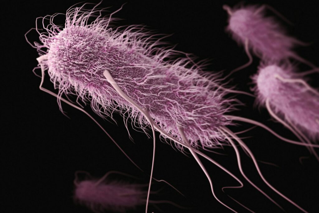 bacteria