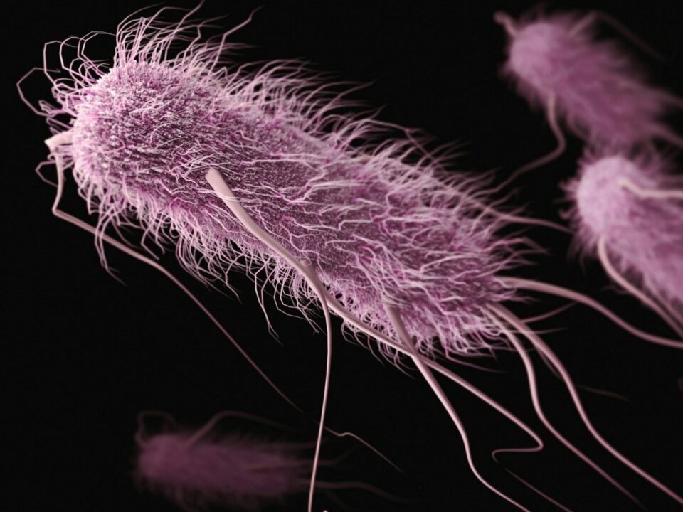 bacteria