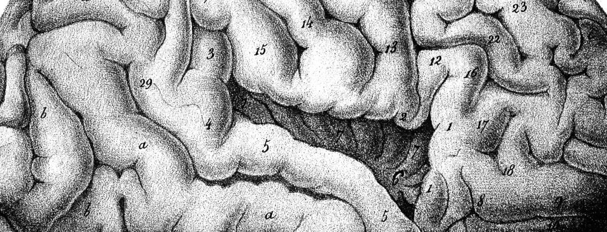 brain