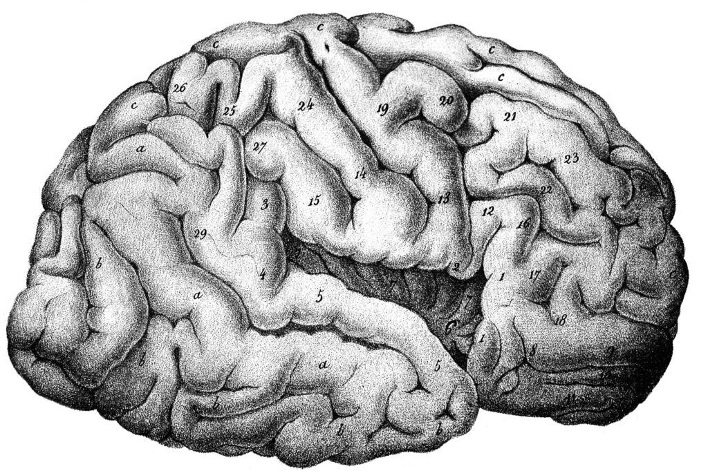 brain