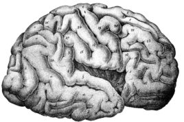 brain