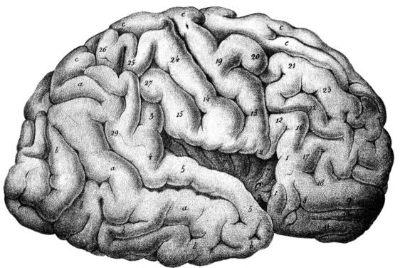 brain