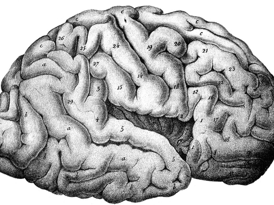 brain