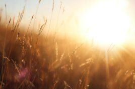 sun