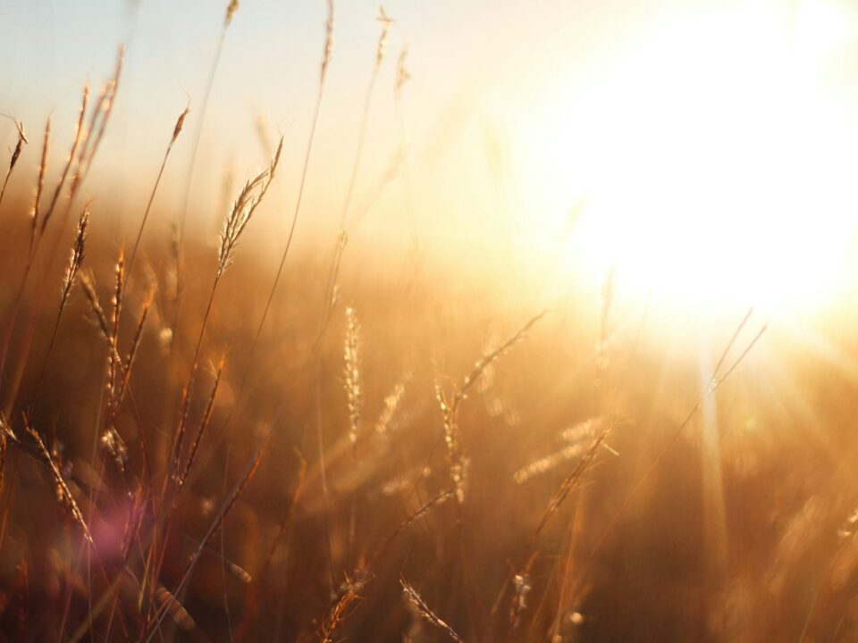 sun