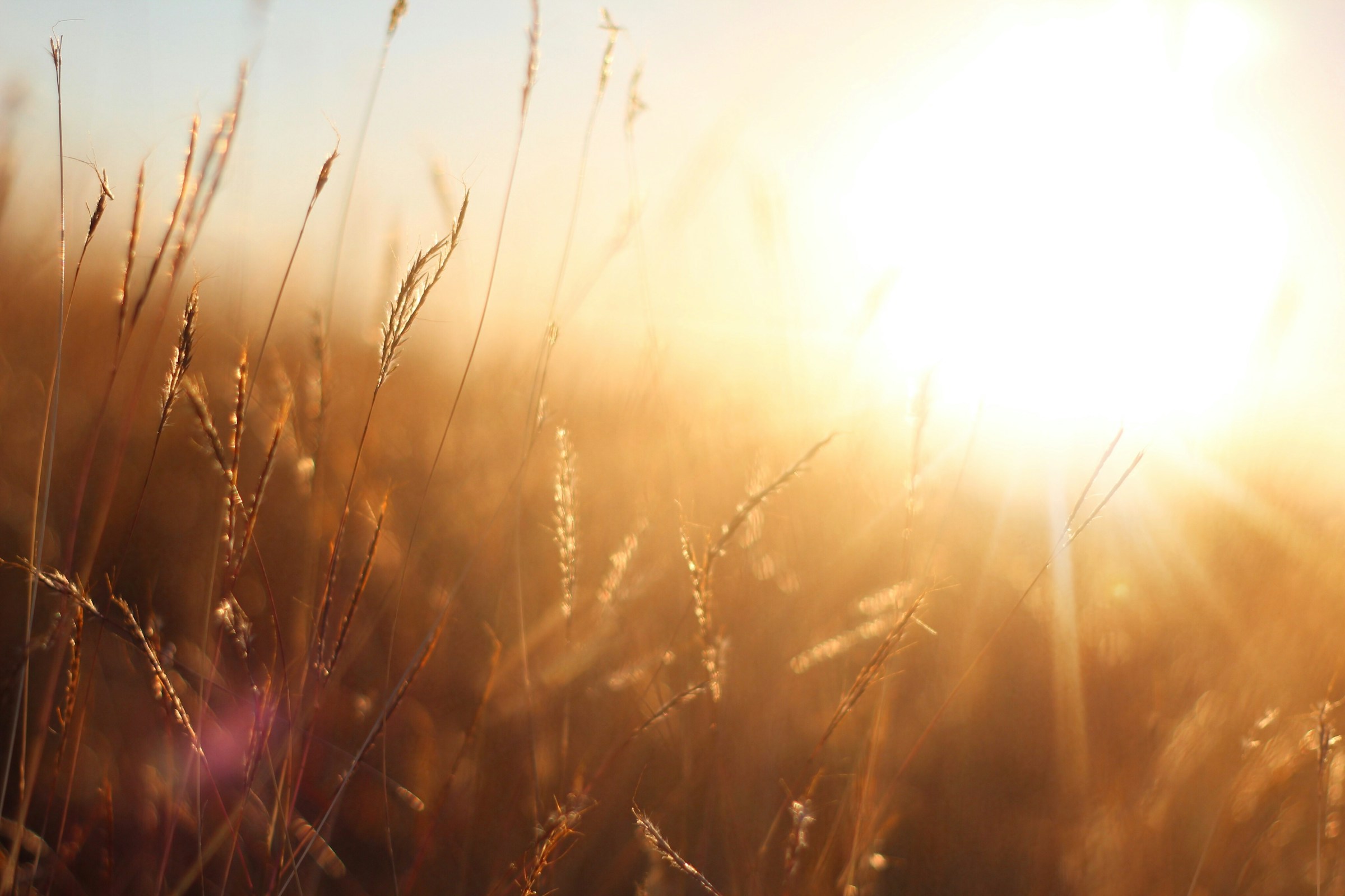 sun