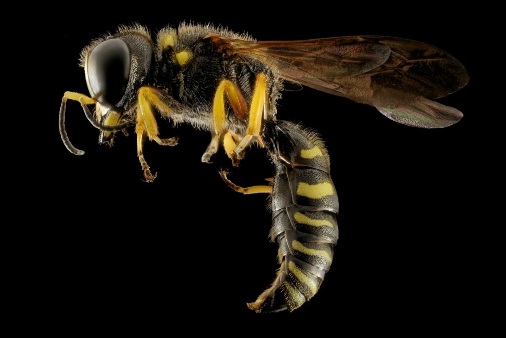 Wasp