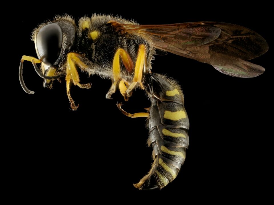 Wasp