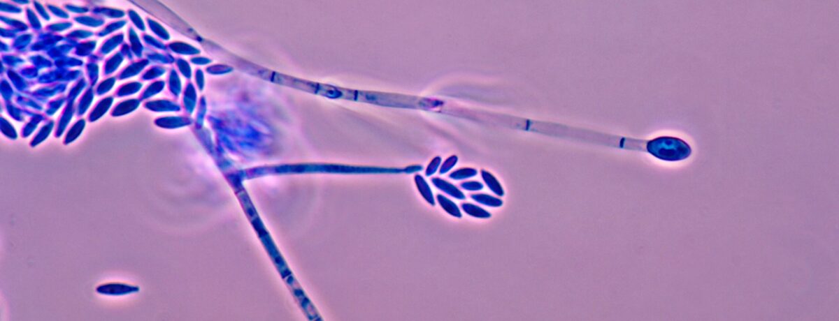 Fusarium