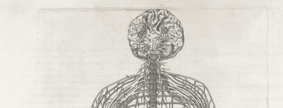 nervous system