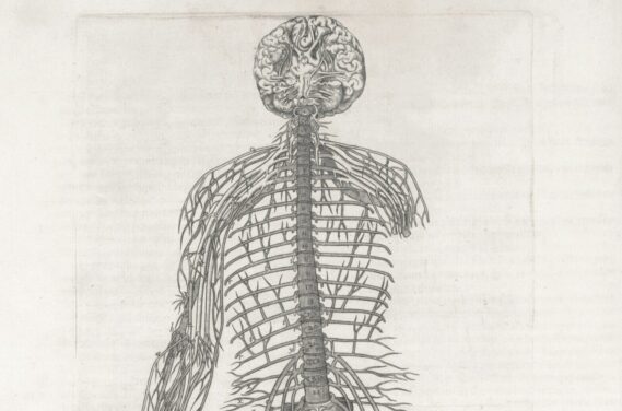 nervous system