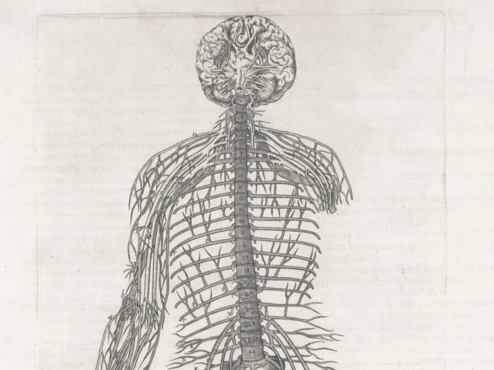 nervous system