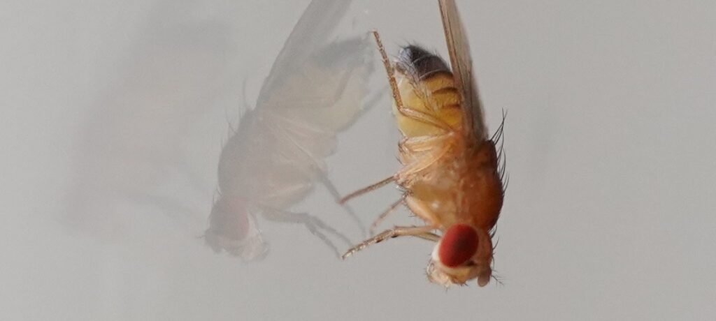 Drosophila melanogaster Fruit fly