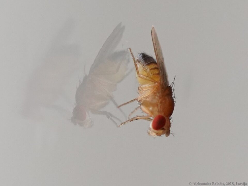 Drosophila melanogaster Fruit fly