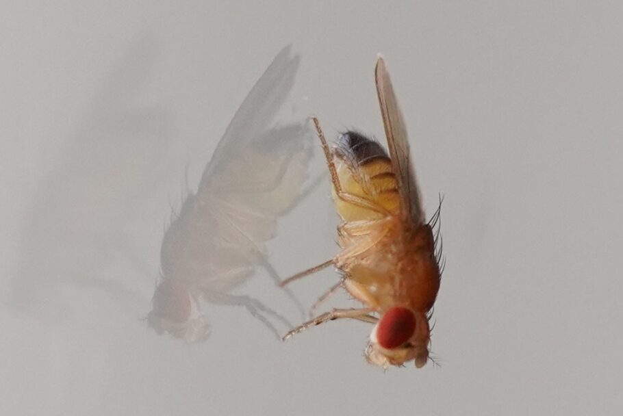 Drosophila melanogaster Fruit fly