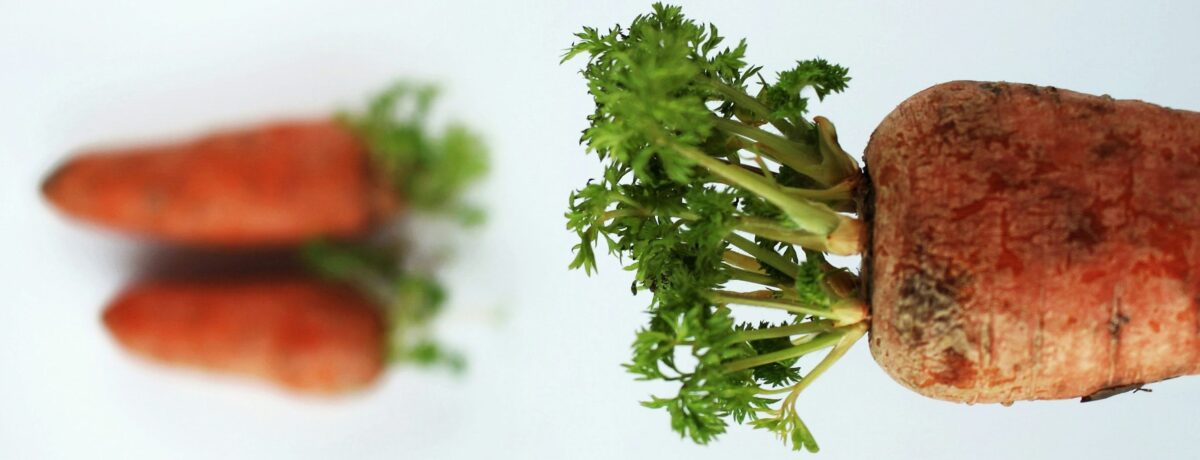 carrot