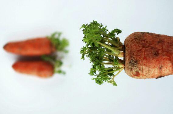 carrot