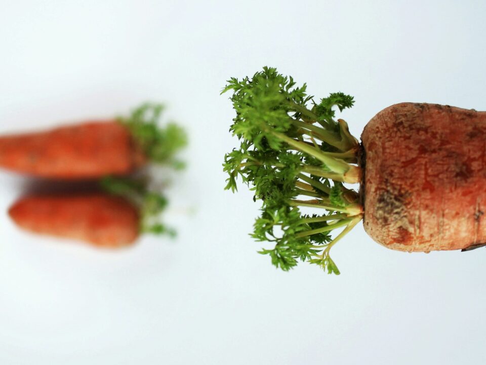 carrot